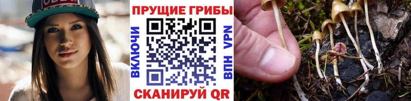 магазин продажи наркотиков  Южно-Сахалинск  Галлюциногенные грибы GOLDEN TEACHER 